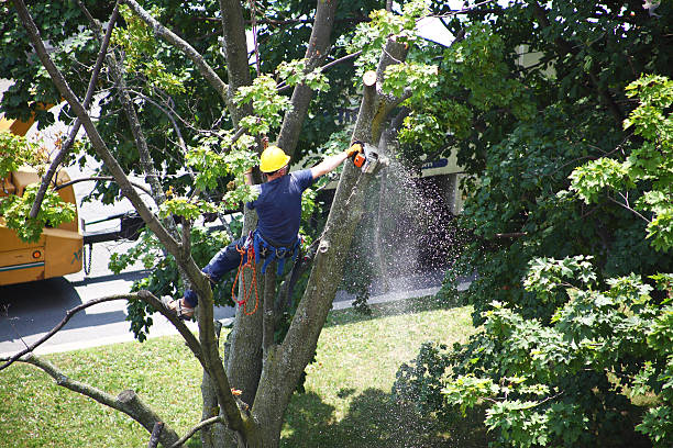 Best Lawn Grading and Leveling  in Deerwood, TX